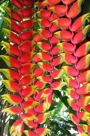 "Heliconia Wagneriana Plant Seeds for Planting - 100 pcs" - Plant Seeds