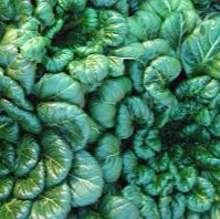 Tatsoi leafy Vegetable Seeds: A Comprehensive Guide to Planting and Gardening This Flavorful and Versatile Leafy Vegetable