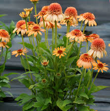 Echinacea 'Supreme Cantaloupe' Flower Seeds | Orange Coneflower Seeds for Planting