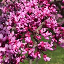 Eastern Redbud Tree Seeds (Cercis canadensis) – 20+