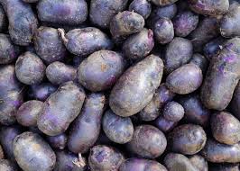 Purple Majesty Potatoes seeds, Portal Cool Potato Antioxidant Organic Seeds