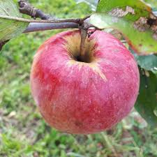 Northern Spy Apple Seeds for Planting – Crisp, Juicy & Flavorful Apple Trees