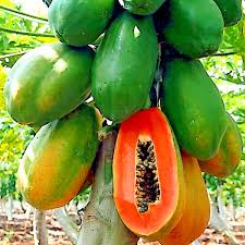 Caribbean Red Papaya Seeds for Planting – Sweet & Juicy Tropical Fruit