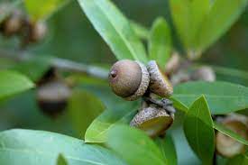 Laurel Oak Tree Seeds (Acorns)20 Pieces