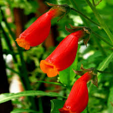 Eccremocarpus Scaber 'Blood Red' Flower Seeds, Vibrant Blossoms for Your Garden