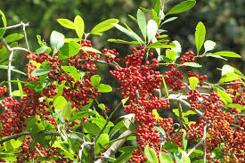 Possumhaw Holly (Ilex decidua) – Deciduous Holly with Stunning Winter Berries