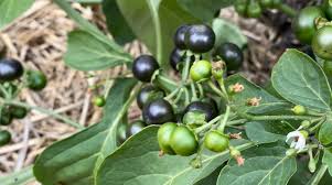 "Solanum Nigrum Berry Fruit Seeds, Planting - 100 pcs" - Fruit Seeds