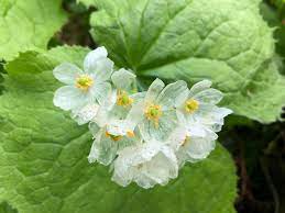 Diphylleia grayi Samen, Transparente Skelettblumensamen