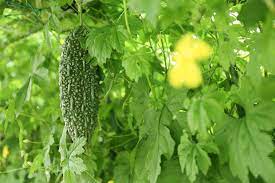 Bittermelone Japanische Langsamen - Premiumqualität für Gartenfreunde