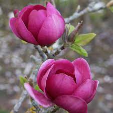 Magnolia Yulan Tulip Tree Flower Seeds for Planting - 100 pcs - Flower seeds