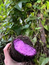 Premium Dioscorea Alata Seeds For Planting - Grow Exquisite Purple Yam in Your Garden