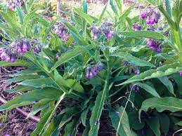 Symphytum Officinale Comfrey Seeds for Planting - 100 pcs - Flower seeds