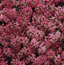 "Alyssum Wonderland Deep Rose Flower Seeds, Planting - 100 pcs" - Flower seeds