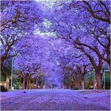 "Jacaranda Tree Seeds, Planting, 100 pcs" - Plant Seeds