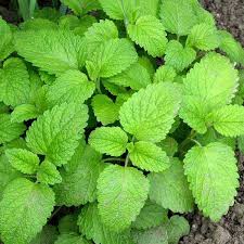 Lemon Balm Blossom Seeds - Fragrant and Flavorful Blooms for Your Garden