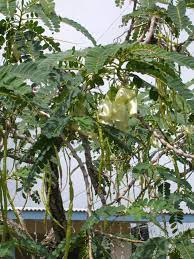 Sesbania Grandiflora Tree Seeds for Planting - 100 pcs - Plant Seeds