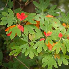 "Fragrant Sassafras Seeds, Planting - 100 pcs" - Plant Seeds