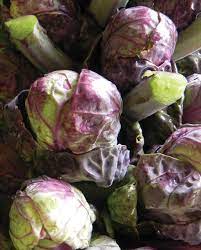 Heirloom Purple Red Brussels Sprout Seeds, Planting, 100 pcs - Vegetable Seeds