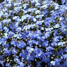 Riviera Blue Splash Lobelia Seeds, 100 pcs for Planting - Flower seeds