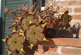 Edithcolea Grandis Seeds – Persian Carpet Flower for Unique Planting - Flower Seeds