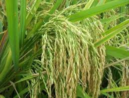 Graines de riz au jasmin brun, graines de légumes à planter