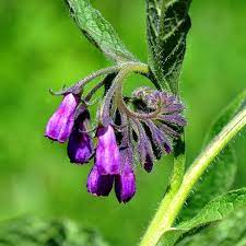 Symphytum Officinale Comfrey Seeds for Planting - 100 pcs - Flower seeds