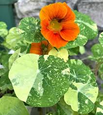 Nasturtium 'Alaska' Mixed Seeds for Garden Planting - Easy to Grow Edible Flowers with Variegated Leaves