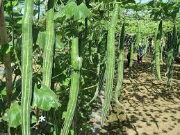 "BUAG NGU NAGA Snake Serpent Gourd Seeds for Planting - 100 pcs" - Vegetable Seeds