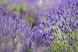 Unique Fernleaf Lavender with a Strong Herbal Scent