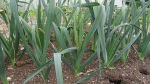 LEEK TADORNA Seeds for Vibrant Gardening | Premium Garden Seeds for Hearty Harvests