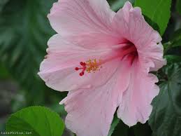 "Salmon Pink Hibiscus Seeds, Planting - 100 pcs" - Flower seeds