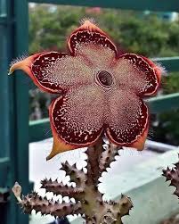 Edithcolea Grandis Seeds – Persian Carpet Flower for Unique Planting - Flower Seeds