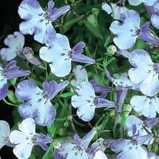 Riviera Blue Splash Lobelia Seeds, 100 pcs for Planting - Flower seeds