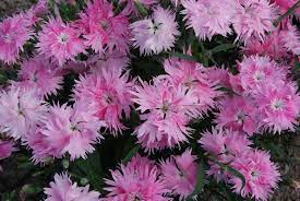 Supra Rosa Hybrid Dianthus Seeds, Planting - 100 pcs - Flower seeds