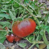 Tomato Peruvianum Seeds for Exceptional Gardening - Buy High-Quality Seeds for Your Garden Today