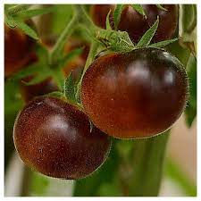 Tomato Memorabilia Seeds - Organic Perennials