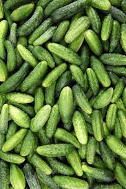 Long Crisp Pickling Cucumber Seeds for Planting - 100 pcs - Fruit Seeds