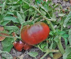 Tomato Peruvianum Seeds for Exceptional Gardening - Buy High-Quality Seeds for Your Garden Today