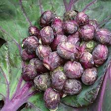 Heirloom Purple Red Brussels Sprout Seeds, Planting, 100 pcs - Vegetable Seeds