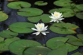 Water Lily Seeds for planting– Ideal for Ponds and Water Features