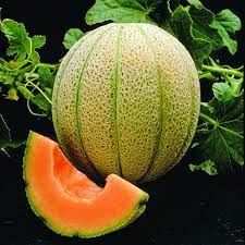 Cantaloupe-Melonensamen für einen blühenden Gartenerfolg