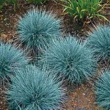 Blue Fescue Ornamental Grass Seeds - Festuca Perennial, Drought Tolerant, Sun or Shade - 50+ Pieces