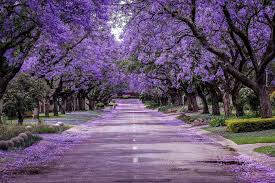 "Jacaranda Tree Seeds, Planting, 100 pcs" - Plant Seeds