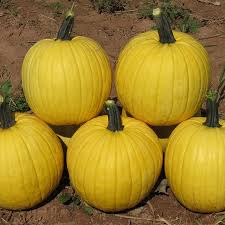 Pumpkin Mellow Yellow Seeds for Planting Elevate Your Gardening with Golden-Hued, Delicious Pumpkins