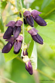 Bio-Samen der Samtbohne oder Mucuna pruriens Samen zum Anpflanzen