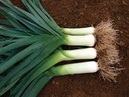 LEEK TADORNA Seeds for Vibrant Gardening | Premium Garden Seeds for Hearty Harvests