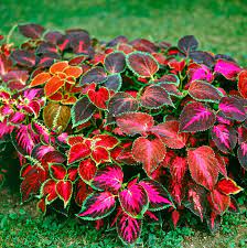 "Beautiful Coleus Flower Seeds, Planting - 100 pcs" - Flower seeds