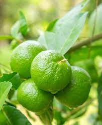 Lime Tree Seeds (Citrus aurantifolia) Packet of 5 Seeds | Grow Your Own Fresh Limes | Tropical Fruit Tree for Home Garden