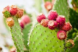 20 graines de figue de Barbarie de cactus rouge | Opuntia Ficus Indica Indian Fig Sabras Fruit | Graines de cactus comestibles uniques