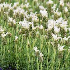 Unique White-Flowering Lavender with a Delicate Fragrance